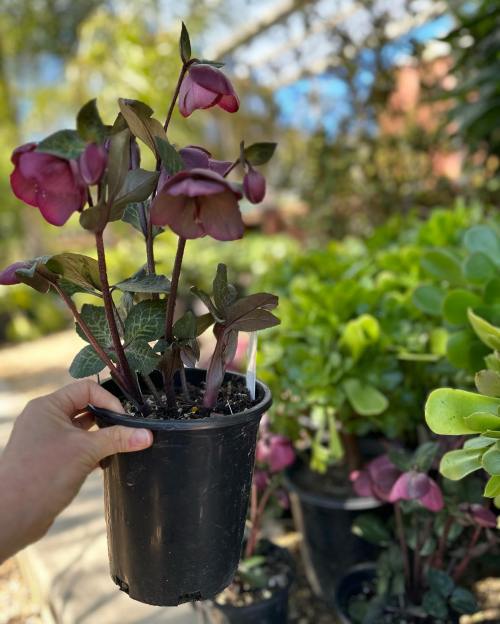 Flora Grubb Gardens Plant Nursery 1